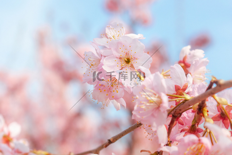 春季春天立春暖阳晴日樱花特写摄
