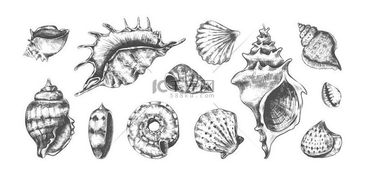 手绘热带海洋贝壳双壳类或螺旋蛤