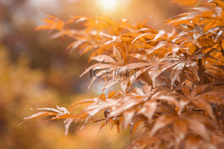 秋天枫叶下午枫叶树林无摄影图配