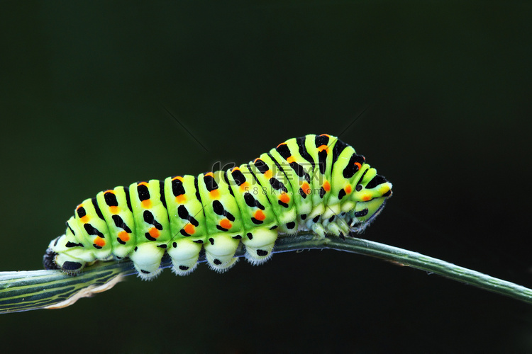 绿色毛毛虫-凤蝶 machaon