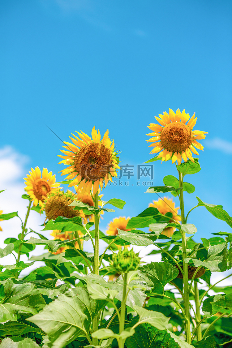 向日葵夏天小清新公园花摄影图配