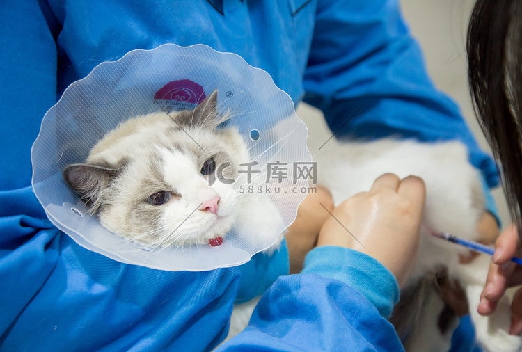 宠物医疗生病猫猫布偶猫摄影图配