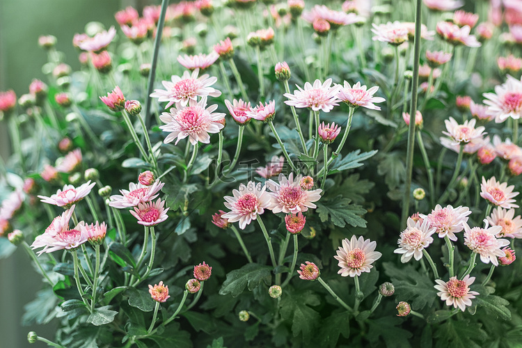花白天粉色小菊花室外植物盛开摄