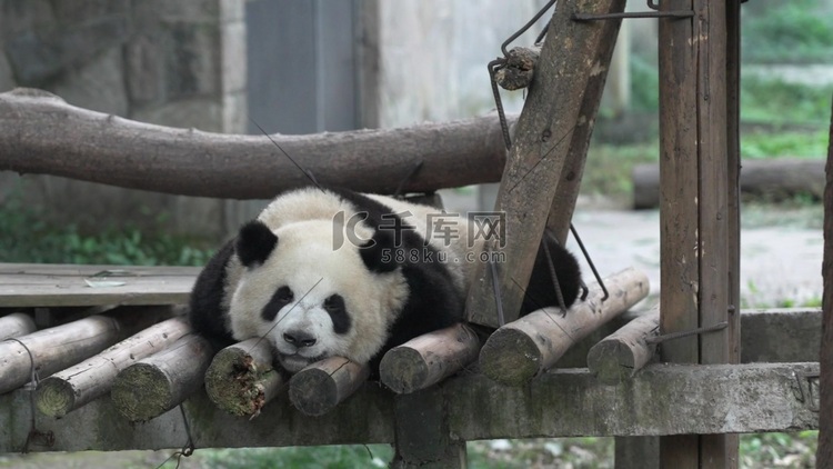 熊猫睡觉吃竹子