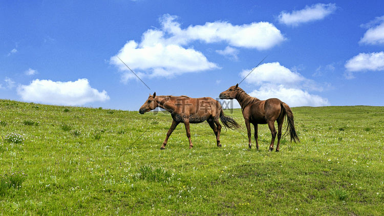 草原骏马上午马匹夏季素材摄影图