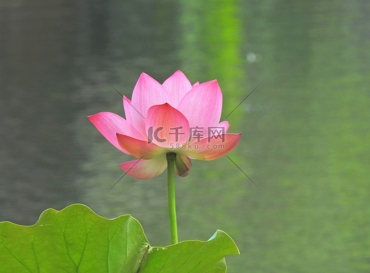 杭州西湖盛开的荷花荷花池摄影图