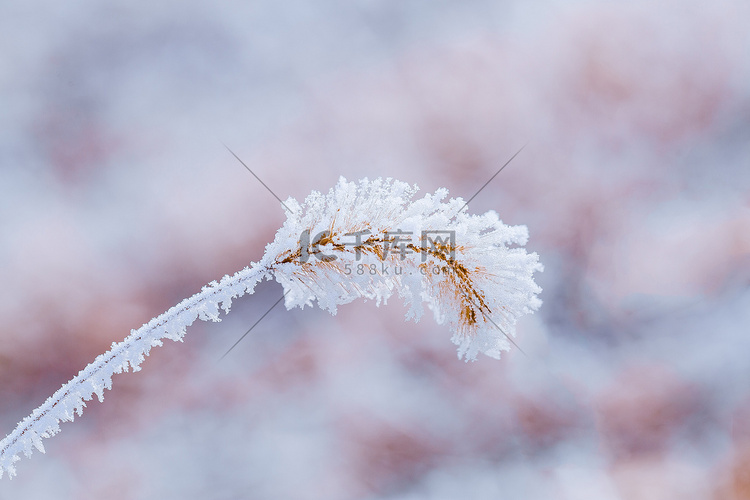 挂满雪的狗尾草