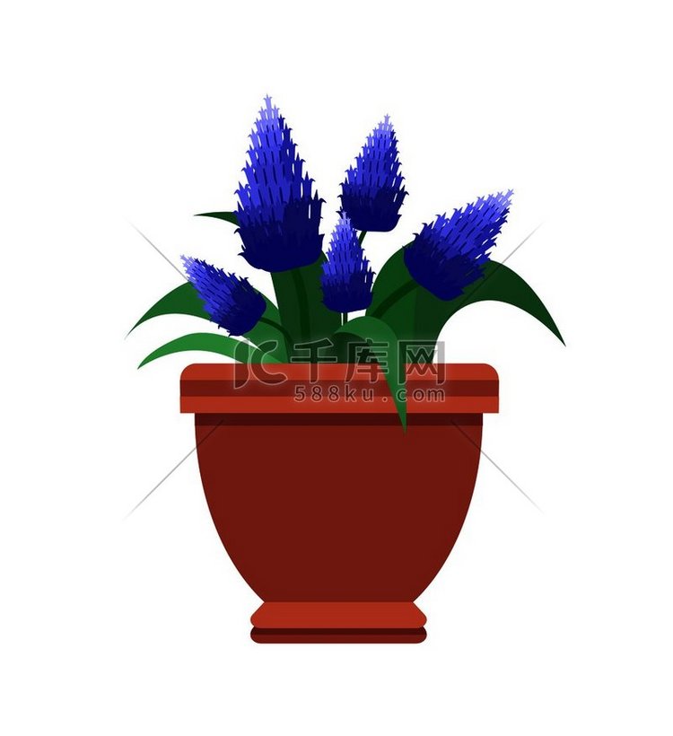 穆斯卡里室内植物，蓝色花朵，盆