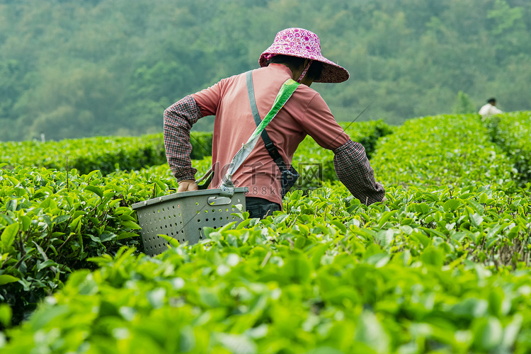 白天户外两个工人在茶场采摘春茶