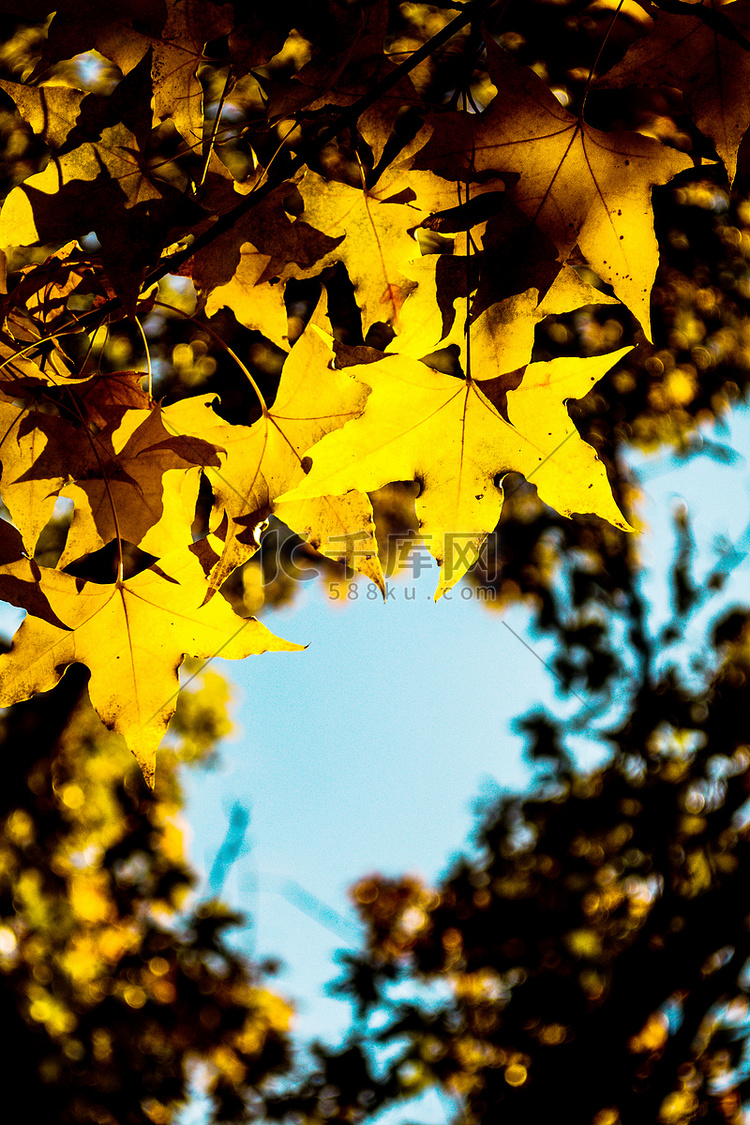 秋天黄色树叶摄影图