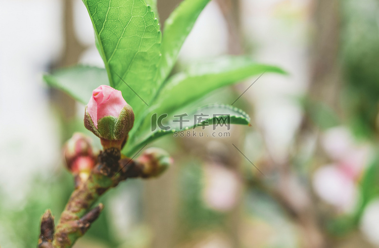 植物春季桃花花蕊赏花摄影图配图