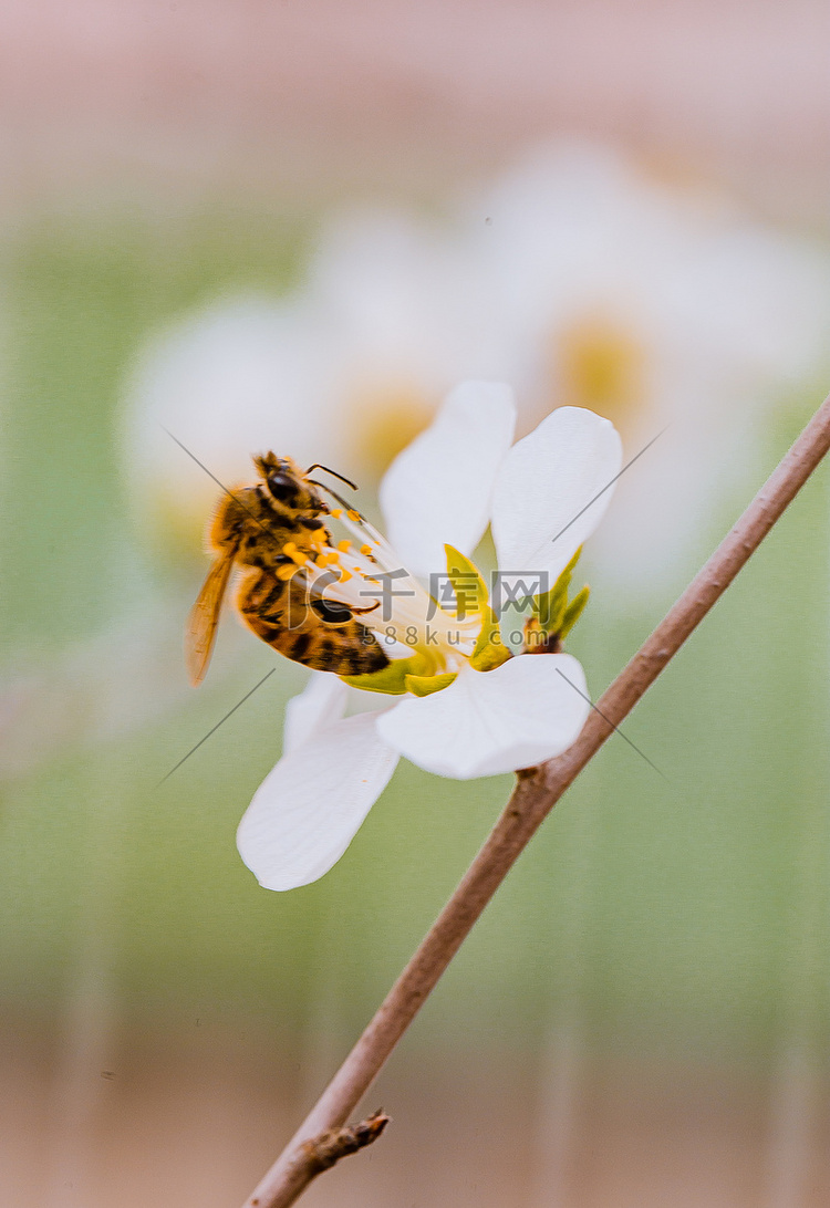 蜜蜂采蜜初春蜜蜂花户外采蜜摄影
