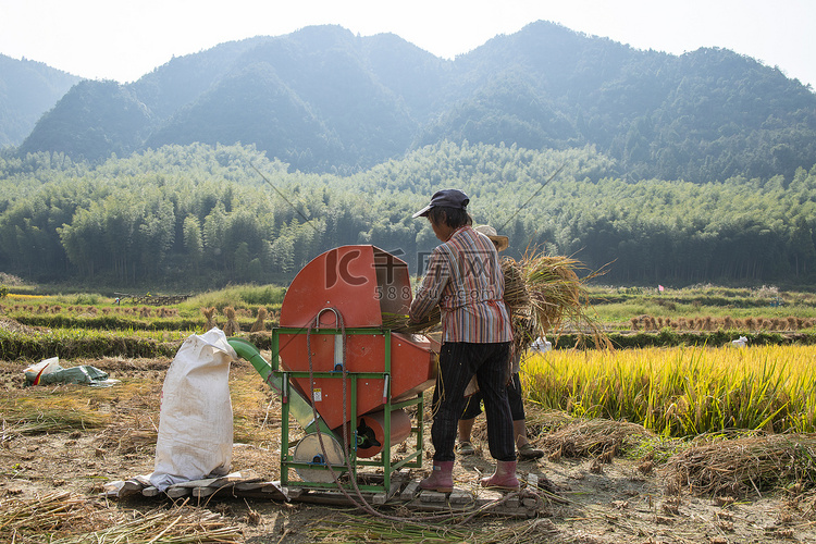 温州市泽雅农村打稻谷的农民下午