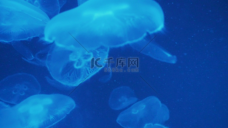 海中夜光水母漂浮浮生物海洋风景