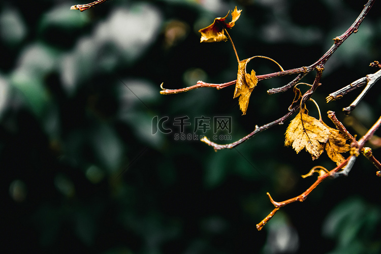 冬天白天树枝黄叶室外旅游摄影图