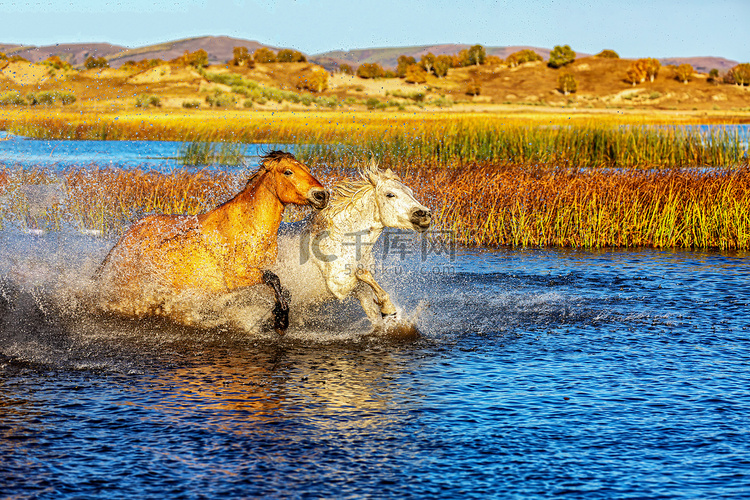 休闲白天马匹水边奔跑摄影图配图