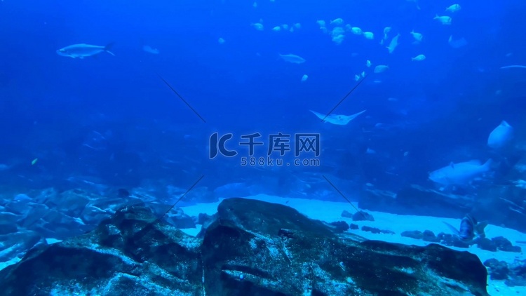 海洋水族馆鱼类高清实拍