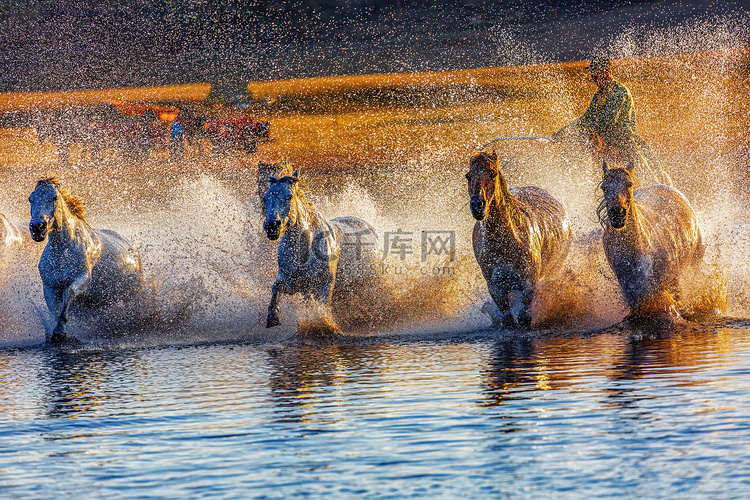 游玩清晨马匹水边流动摄影图配图