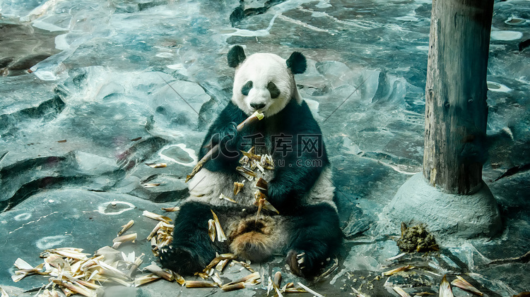 动物世界白天大熊猫动物园进食摄