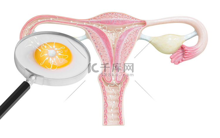 精子和卵子在受精孤立与剪切路径