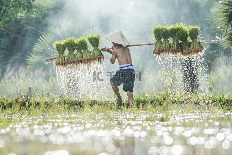 农民进行水稻幼苗的肩膀在雨季在