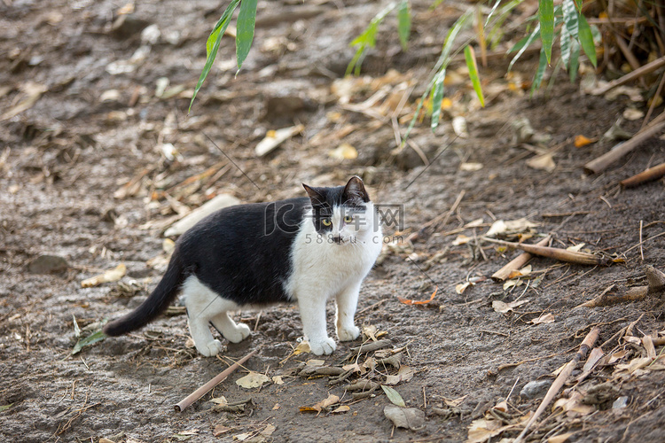 黑白奶牛猫可爱猫咪野猫