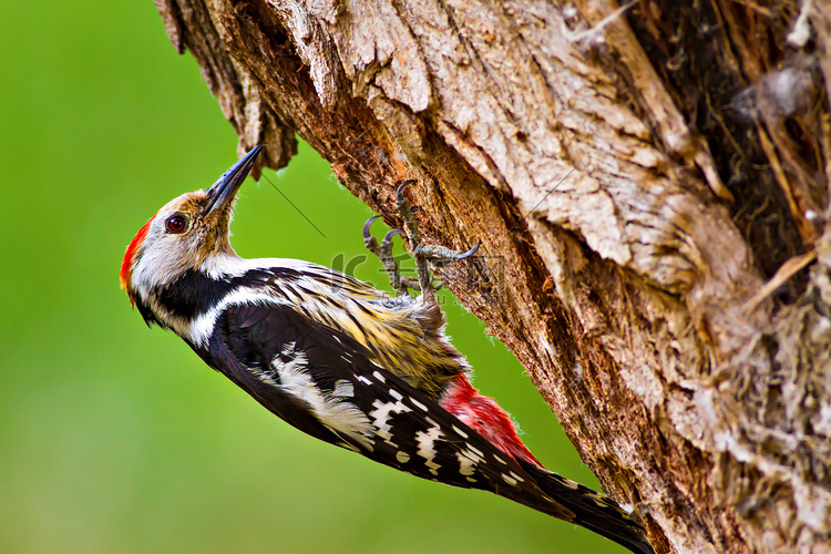 可爱的木鸟自然背景鸟 中斑点木