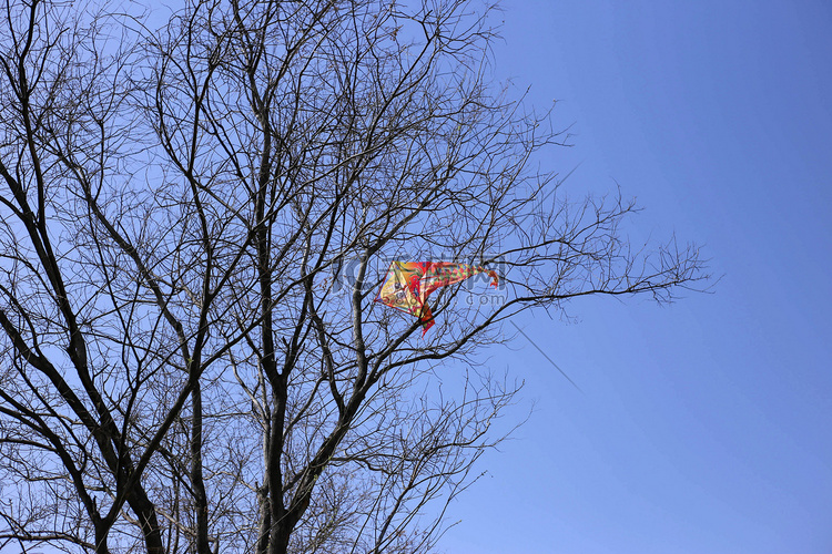 仰拍缠在树上的风筝
