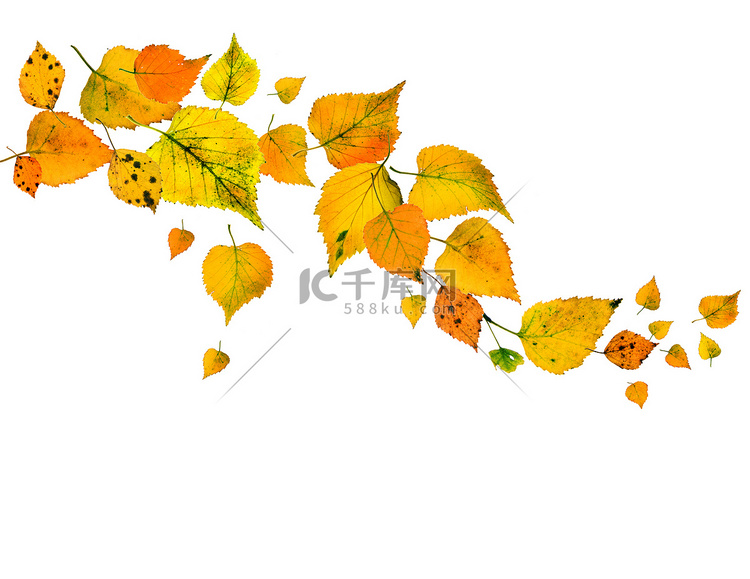 秋天的树叶落在白色隔离