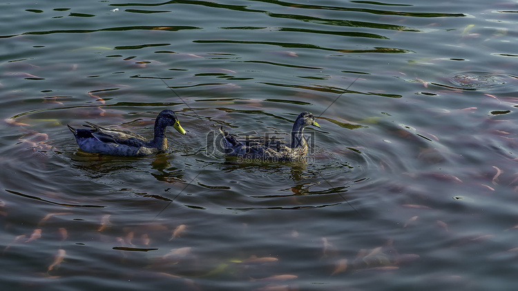 双鸭戏水上午野鸭夏季素材摄影图