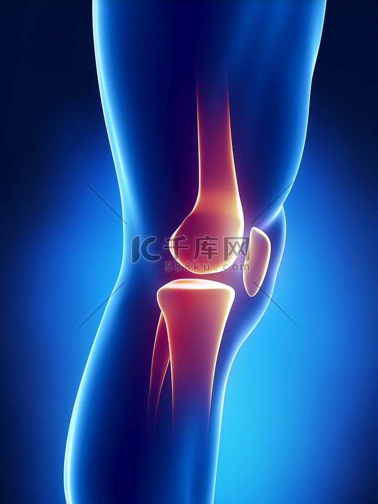 人膝关节的详细的视图