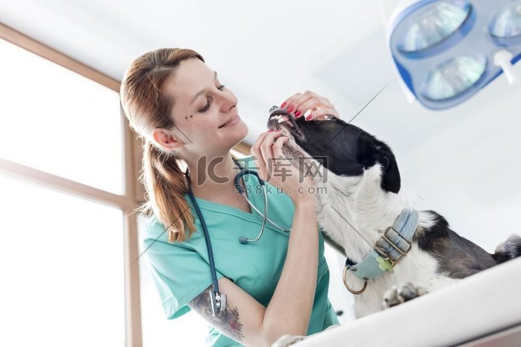 医生在兽医诊所检查狗牙的低角度