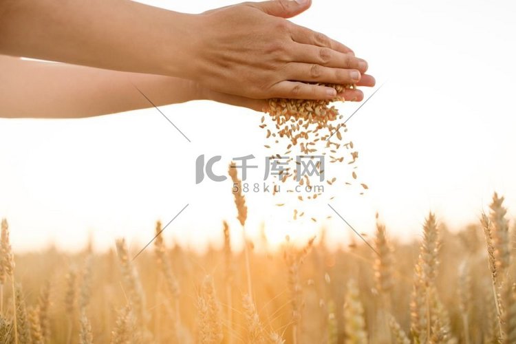 谷类、田地、小麦、大麦