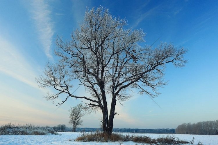 冬天地里的树