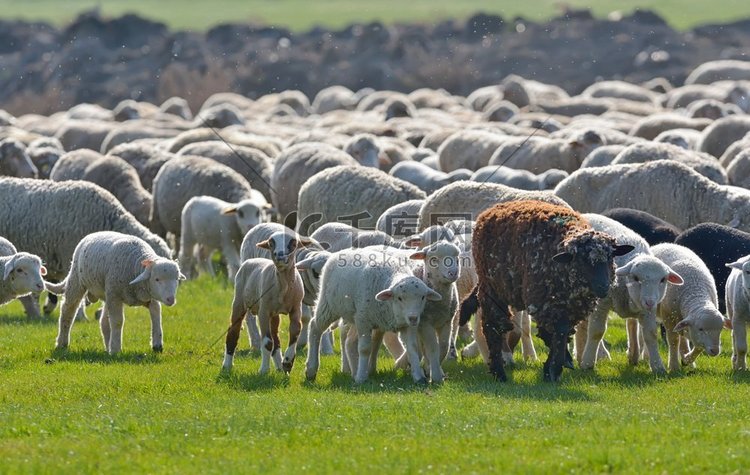 日落时分，春天田野上成群的绵羊