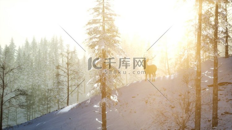 傲慢高贵的雄鹿在冬天的雪林里，
