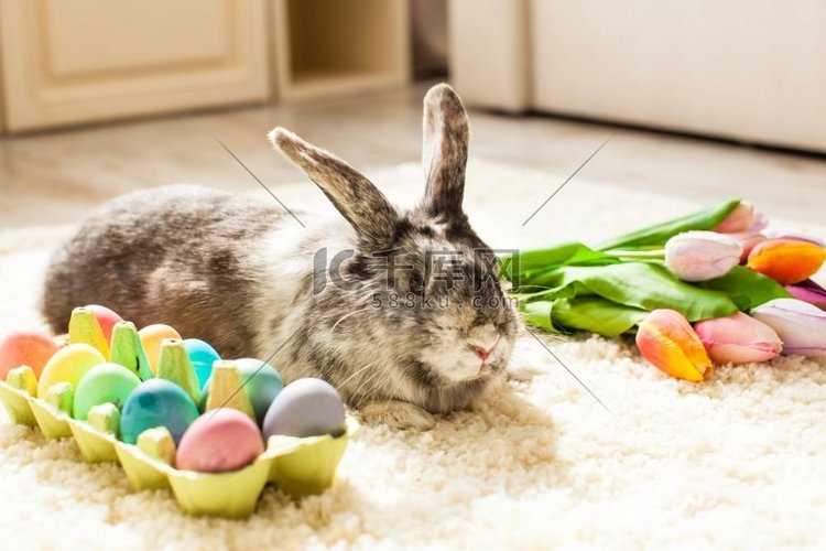 复活节兔子在房间的地毯上放着五