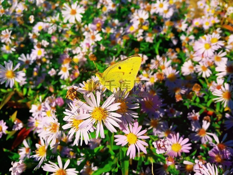 取食紫菊花花蜜的可爱黄蝴蝶