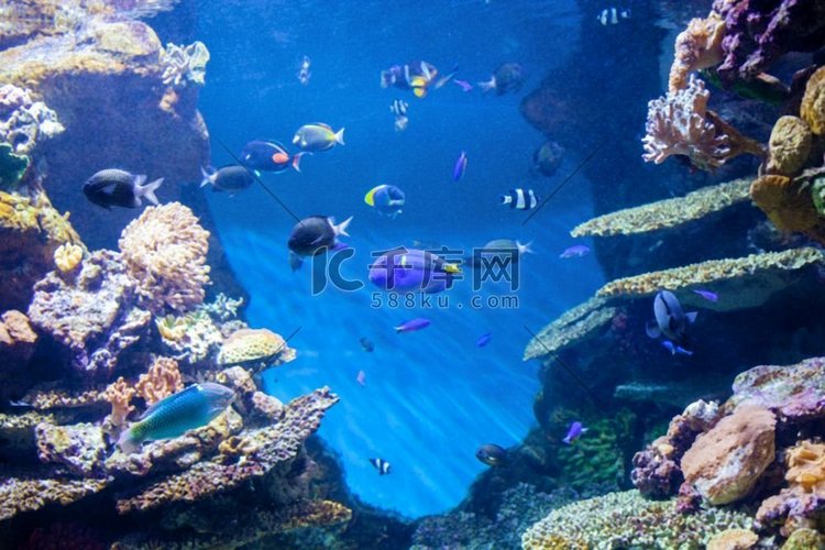 海底世界，珊瑚和美丽的鱼在水族