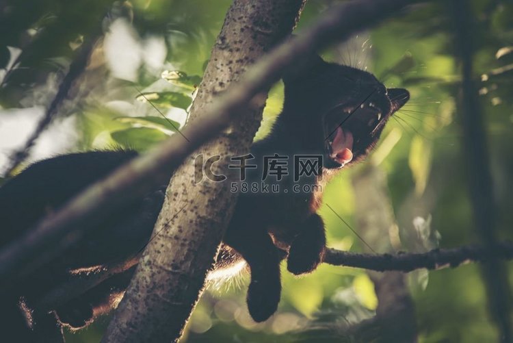 黑猫睡在树上