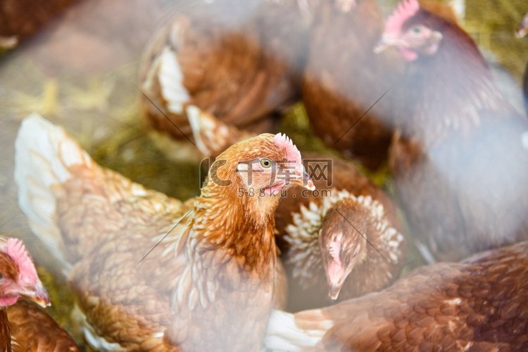 笼养养殖中的养鸡场饲养——鸡蛋