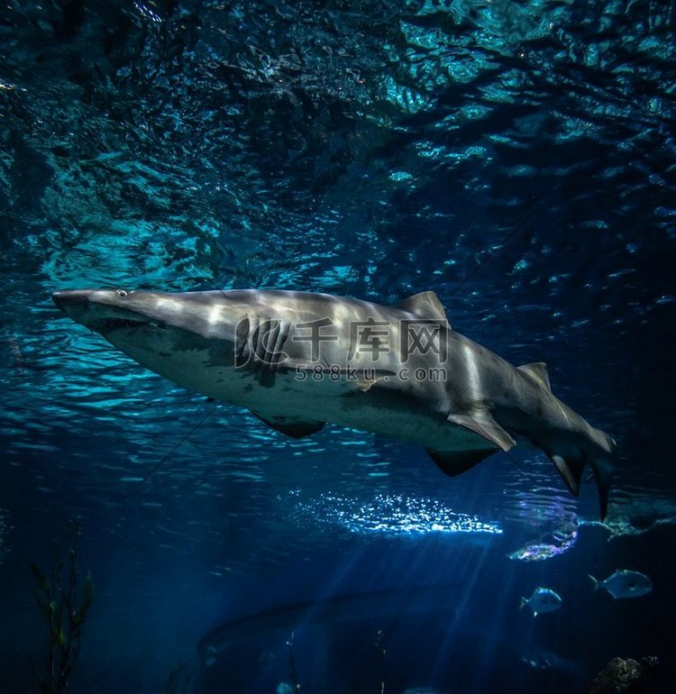 沙虎鲨游泳的海洋生物在海洋/衣