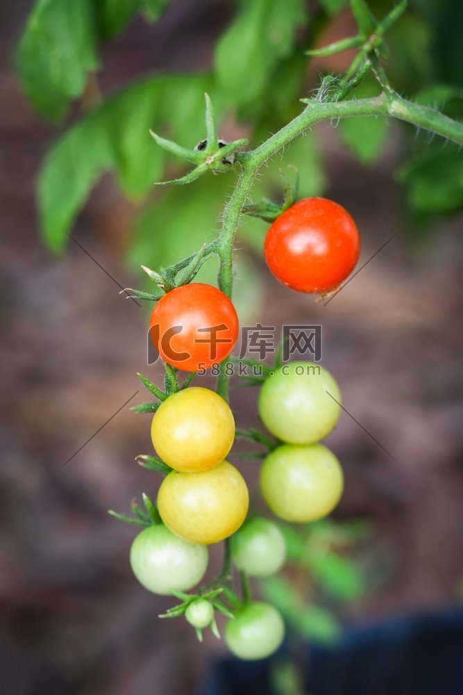 番茄在植物树/新鲜的红色和绿色