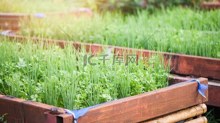 盆栽蔬菜园种植香菜、葱头或大葱