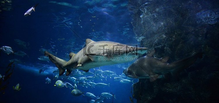 大型参差不齐的牙鲨图片水下大海