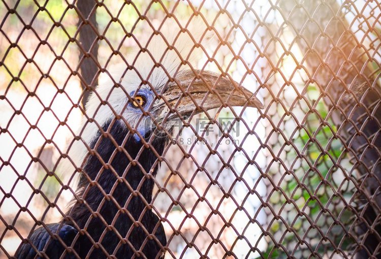 白色冠犀鸟坐在树枝在笼子动物园