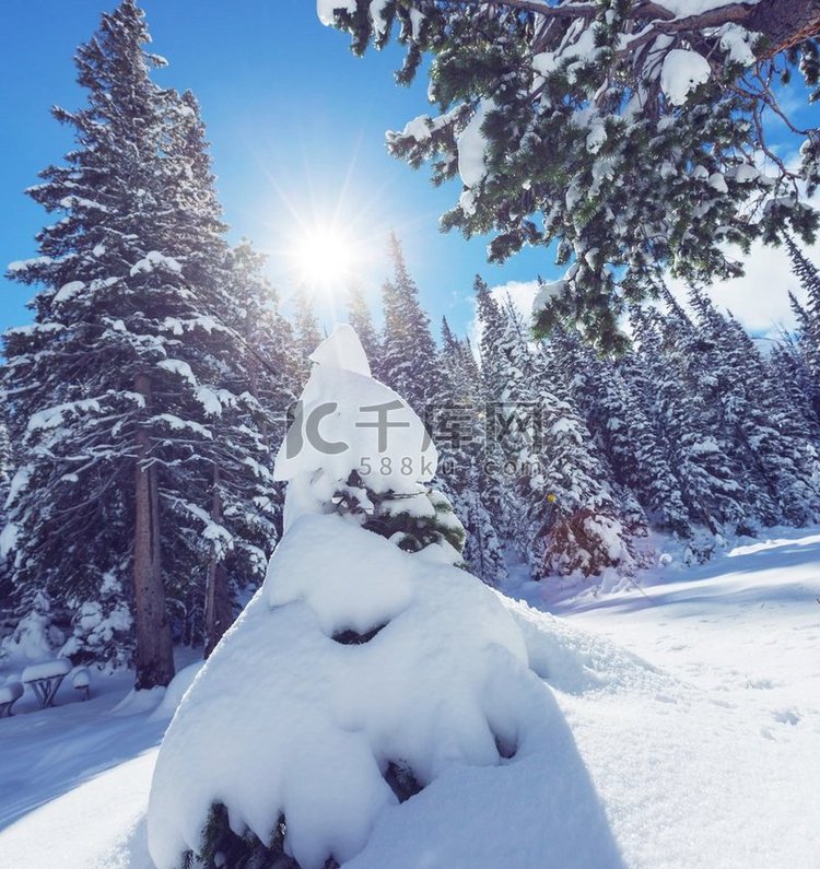 冬天的白雪覆盖的森林