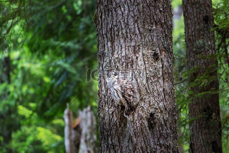 猫头鹰美国俄勒冈州夏季森林树上