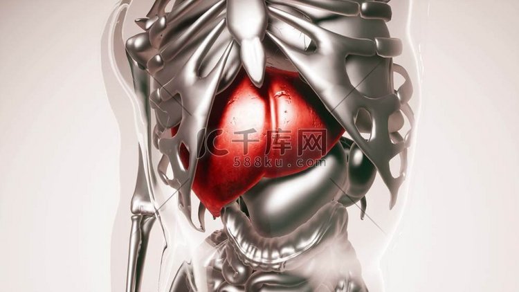 人体肝脏的医学模型，包括所有器