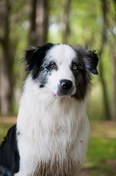 一只边境牧羊犬坐在